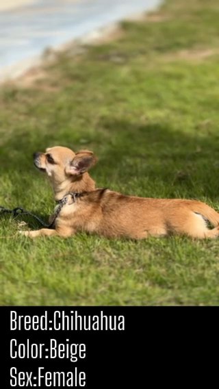 3 years female Chihuahua in Fujairah