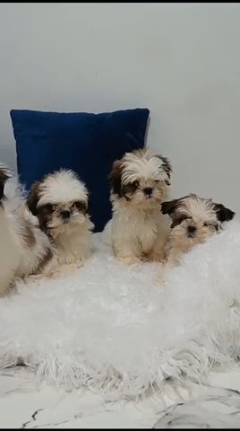Beautiful Shitzu Male Puppies Available in Dubai