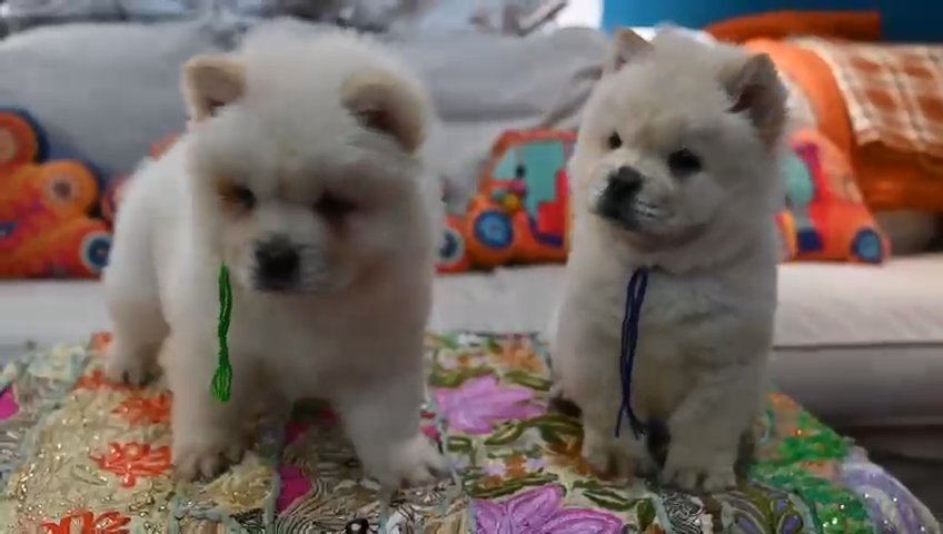 Chow Chow Puppies in Sharjah