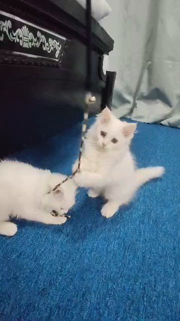 Persian kittens 3 months old for rehoming in Abu Dhabi