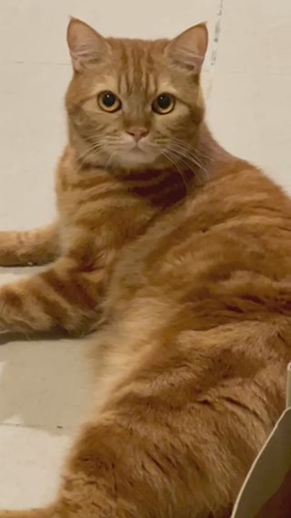 4 Years Old Cat For Adoption in Dubai