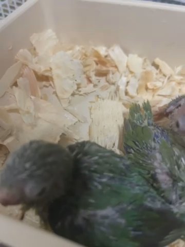 Parrotlets Tinniest Parrot On Earth in Abu Dhabi
