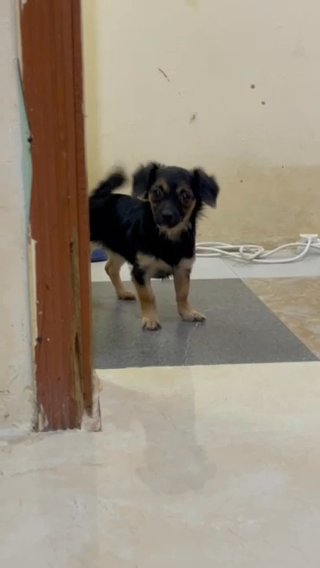 Female Chihuahua in Al Ain
