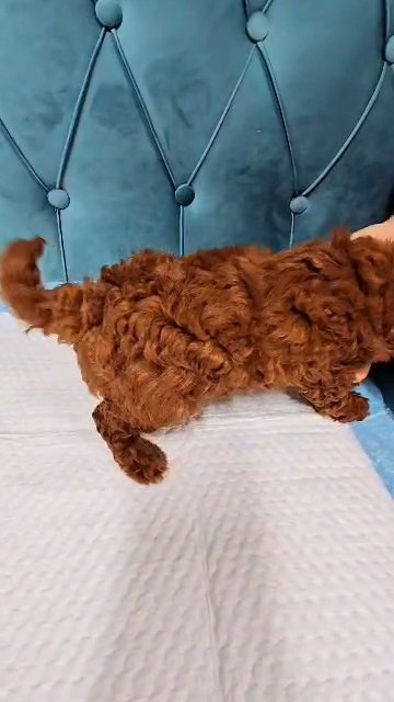 BEST QUALITY RED TOY POODLE FEMALE PUPPY in Dubai