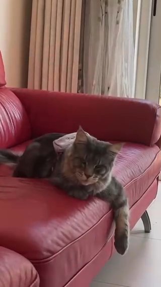 Russia purebred maine coon cat in Dubai