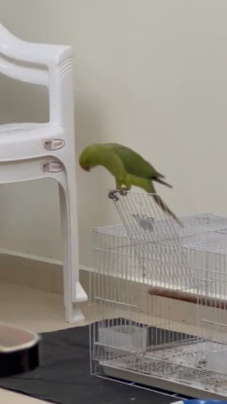 Green Parrot in Dubai