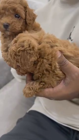 Poodle Small Size puppies two females one male age around  6 weeks in Fujairah