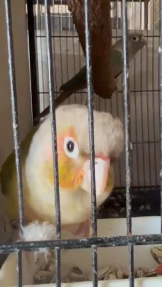 Pineapple Conure And Mint Female 4 Yrs + in Sharjah