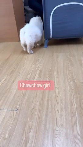 (sold) Chow Chow Female Top Quality Looking For Good Home in Dubai