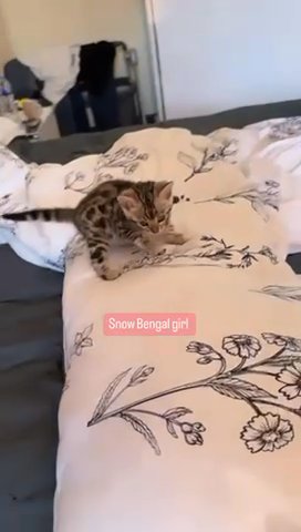 (sold) Snow Bengal Female Too Quality Looking For Good Home in Dubai