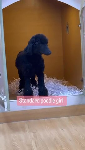 (sold)Standard Poodle Top Quality Looking For Good Home in Dubai