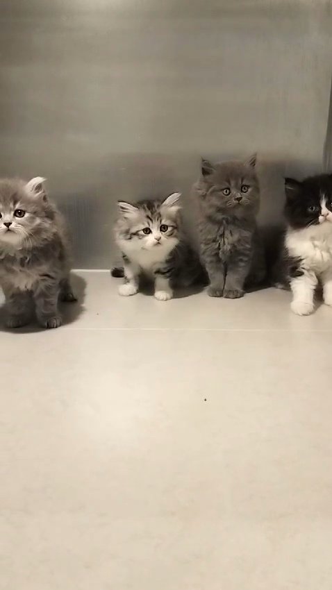Cute Kittens 😸 in Dubai