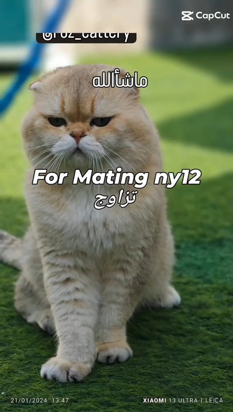اقوا مستوا ذكر لي تزواج For Mating ny12 in Abu Dhabi