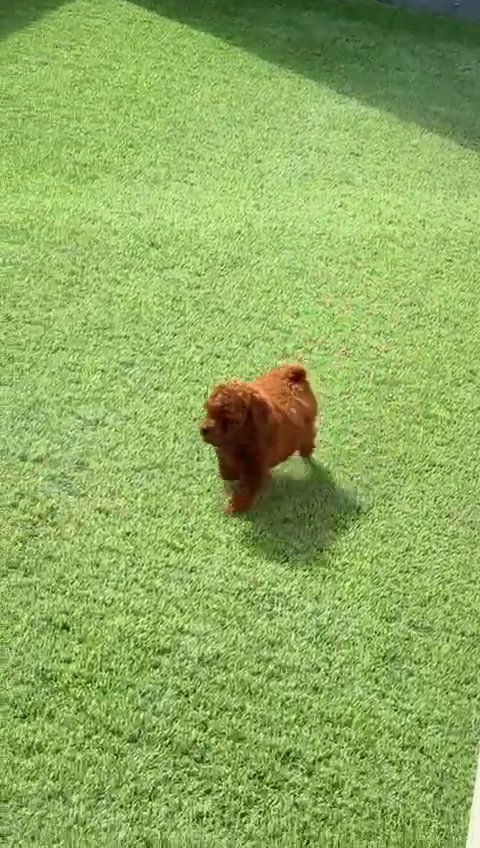 RED TOY POODLE FEMALE PUPPY in Dubai