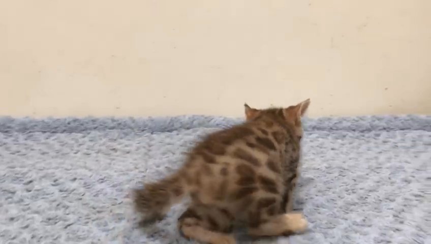 Bengal kitten available 😻 in Dubai