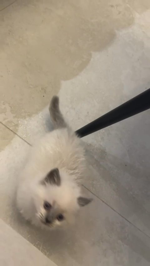 hamalaya kitten in Abu Dhabi