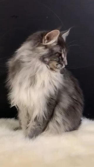 Maine Coon Male in Fujairah