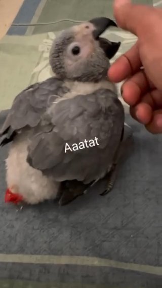 كاسكو انتاج محلي - African Gray Parrot Local Breeding Baby in Abu Dhabi