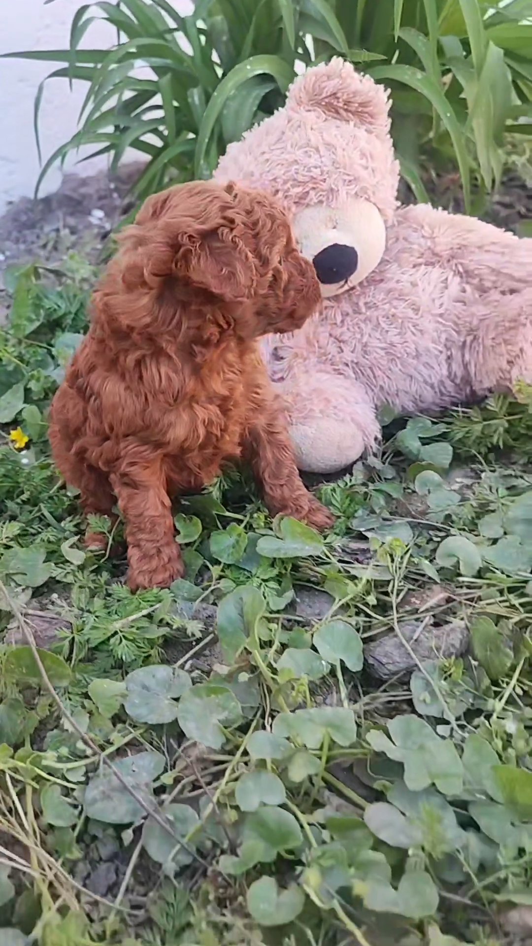 CUTEST RED TOY POODLE PUPPY OPEN FOR RESERVATION in Dubai
