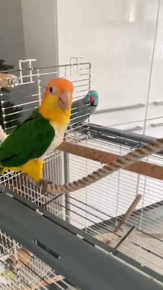 Parrots For Sale in Dubai