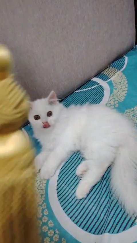 Cute Pure white kitten 😸 in Dubai