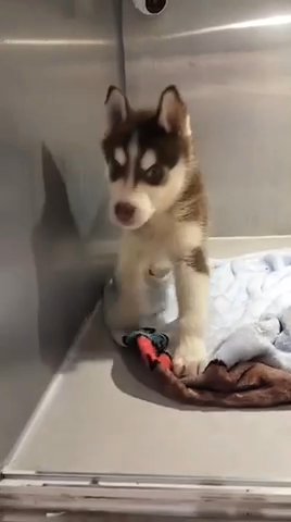 Husky Puppy 🐶 Limited Offer in Dubai