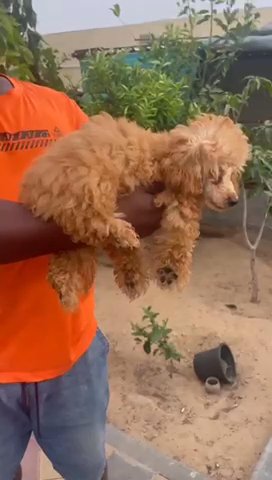 Toy Poodle in Sharjah