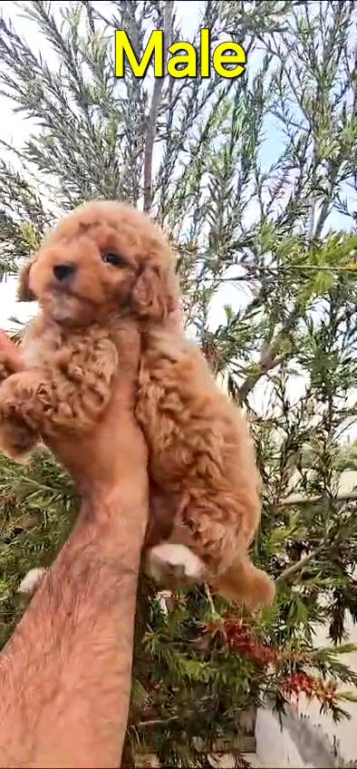 CUTE TOY POODLE MALE PUPPY in Dubai