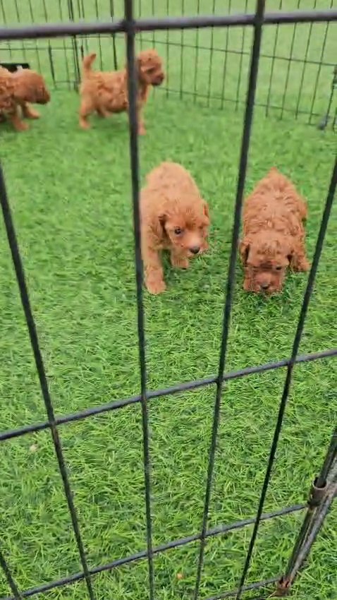 pure toy poodle red available for hold in Abu Dhabi