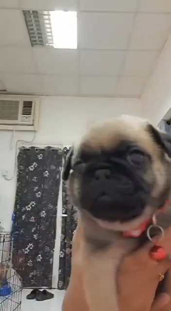 Quality PUG puppies in Dubai