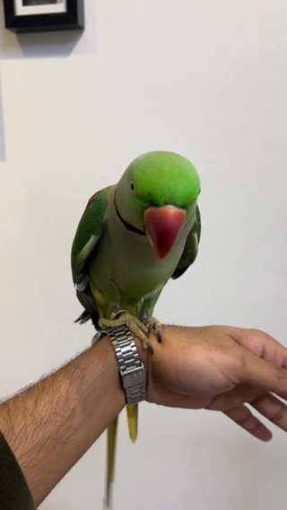 Alexandrine Parakeet Male 2 Years Old (Nepali Parrot) in Sharjah