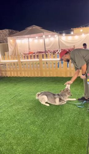 obedience training 👋🏽 in Sharjah