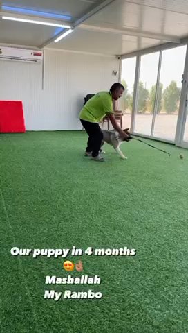American Akita Puppy in Dubai