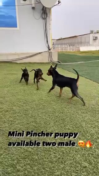 puppy mini Pincher in Sharjah