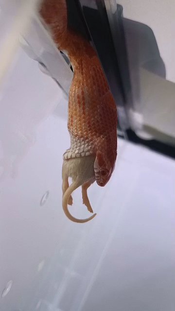 Albino Corn snake in Dubai