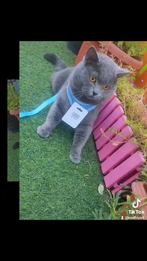 stud male cat for mating Scottish fold Russian blue colour male cat in Ajman