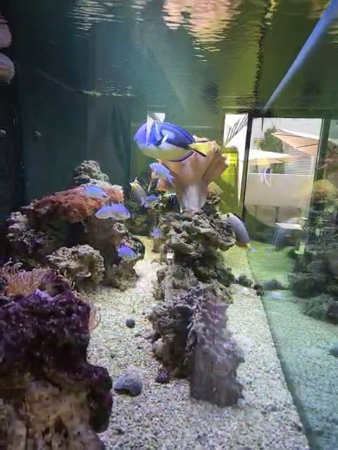 Aquarium in Fujairah