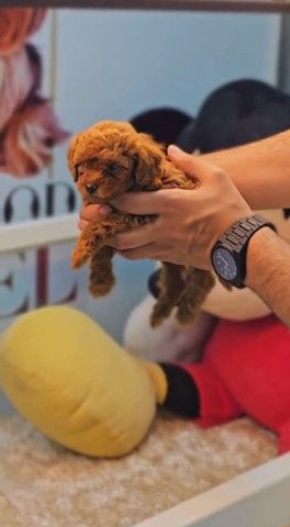 2 Months old Cockapoo High quality in Sharjah