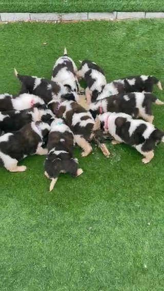 Saint Bernard Puppies in RAK City