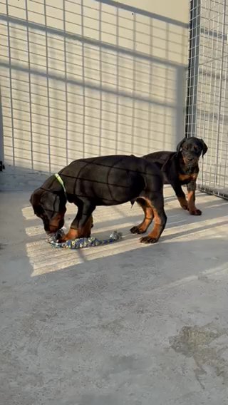 Doberman Top Quality Puppys Male 3 Months Black&Tan in Abu Dhabi