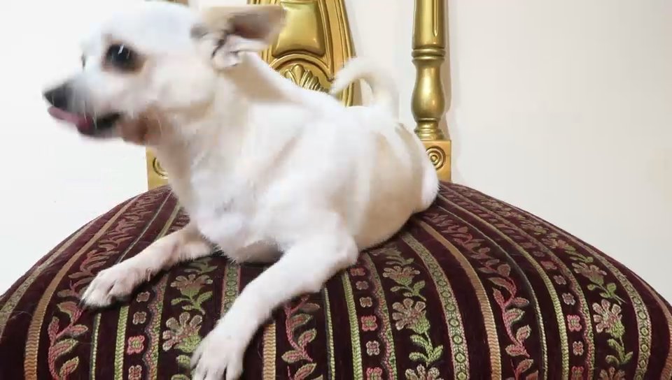 Chihuahua in Sharjah