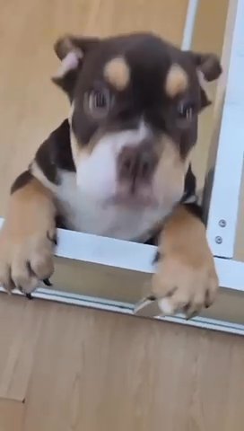 (sold)Rare Color Imported Chocolate English Bulldog For Rehoming in Dubai