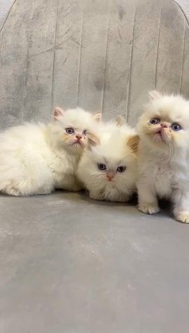 Doll Face Flame Point Persian Kittens in Sharjah