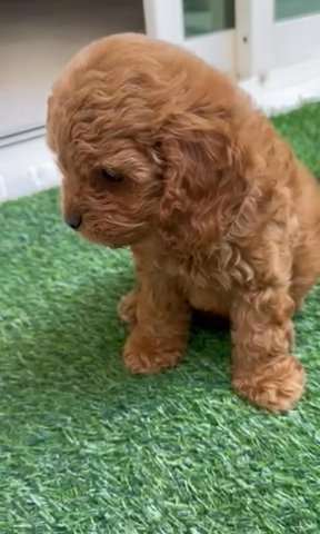 2 Months old cockapoo Toy Size in Sharjah
