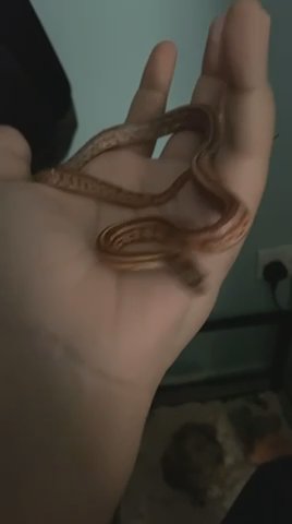 5 Month Old Corn Snake in Dubai