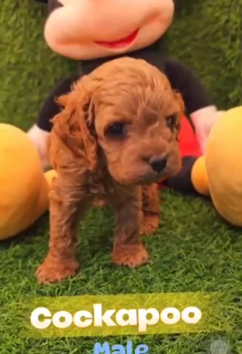 Cockapoo Puppy 🐶 Eid Offer 💖 in Dubai