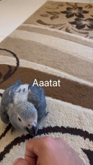 كاسكو افريقي انتاج محلي - African Gray Parrot Baby Local Breeding in Abu Dhabi