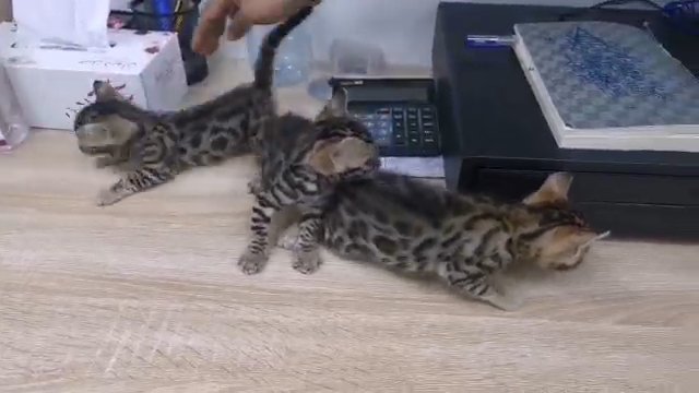 Pure Females Bengals kitties in Dubai