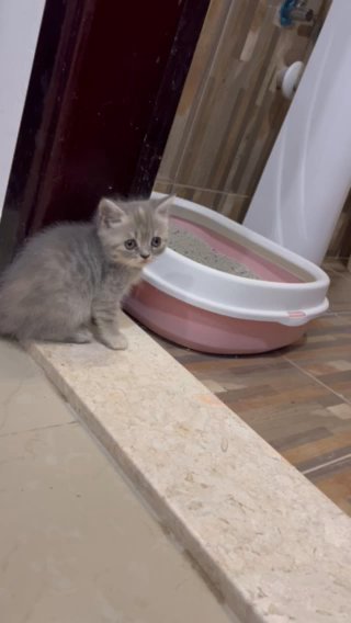 Kittens in Fujairah