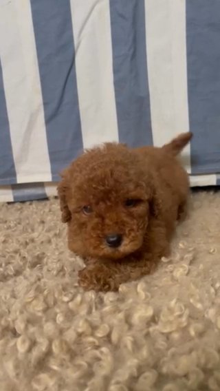 [SOLD] Toy Poodle in Dubai